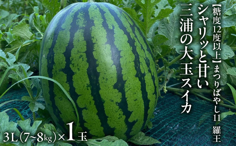 
            【糖度12度以上】シャリッと甘い三浦の大玉スイカ まつりばやし11 羅王 3L 7～8kgを1玉　M107-002-02
          