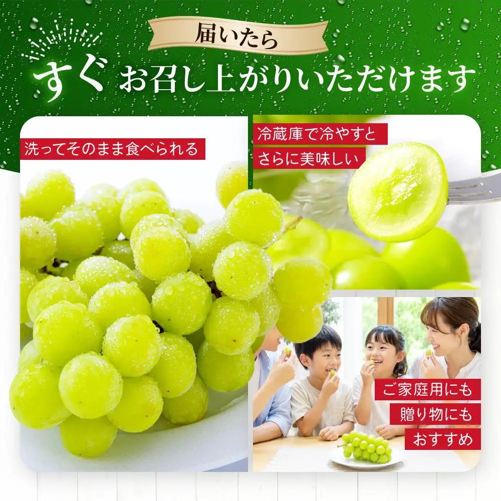 《先行予約 2026年8月下旬～9月発送》【勧修寺観光農園】不揃い訳あり 京都市産 シャインマスカット 1kg｜シャインマスカット 人気