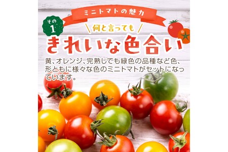 【先行予約】訳あり 宝石のような輝き！カラフルミニトマト 約1.5kg（秋冬）（2025年10月上旬～発送）
