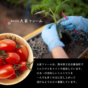 【定期4回】『大家ファーム』のミニトマト アイコ 2kg × 4回 | 野菜 やさい とまと トマト ミニトマト アイコ 定期 定期便 熊本県 玉名市