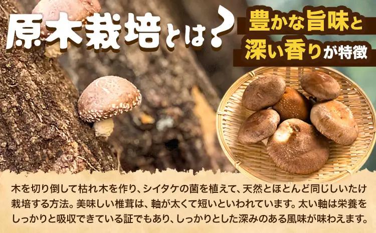 阿蘇・産山村産 原木生しいたけ 中玉800g(200g×4袋) 椎茸 しいたけ 生しいたけ しいたけのさかい《6月中旬-11月下旬頃出荷》原木生しいたけ 贈答 ギフト お中元 お歳暮 熊本 阿蘇 産山