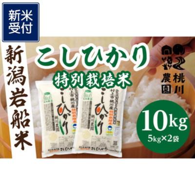 ふるさと納税 村上市 【新米受付・令和7年産米】精米即日発送 新潟県村上市桃川産特別栽培コシヒカリ10kg NAB4038