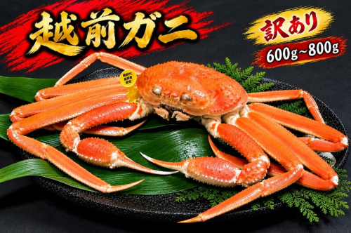 【12月出荷】越前ガニ 訳あり 1本足折れ 600g～800g
