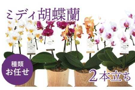 蘭 【お任せ】 ミディ胡蝶蘭 2本立ち 鉢花 らん プレゼント 洋ラン 生花 お花 お祝い 洋蘭 胡蝶蘭 おまかせ蘭