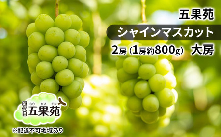 ぶどう 2026年 先行予約 シャインマスカット 2房（1房約800g） 大房 岡山