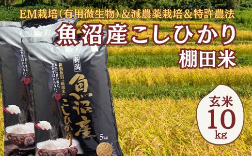 【令和7年産】農家直送の棚田米 魚沼産コシヒカリ 玄米10kg(5kg×2袋) 佐藤農場 | 新潟県産 コシヒカリ お米 米 おこめ こめ コメ こしひかり 玄米 魚沼産 ブランド米 人気 おすすめ 産地直送 【0018-0006-01】