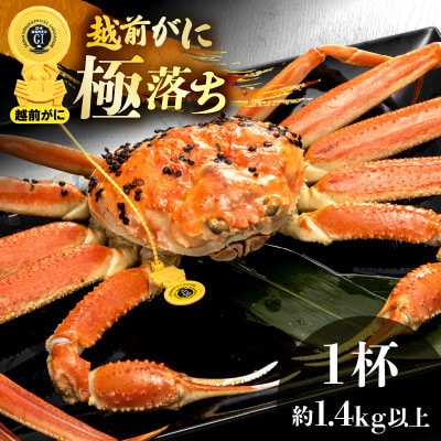 越前がに 浜茹で 極落ち(生で約1.4kg以上)× 1杯【1月より順次発送】【配送不可地域：離島・北海道・沖縄】【1516841】