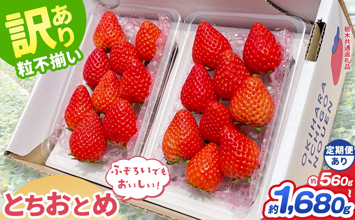 
                  【先行予約】【栃木県共通返礼品】訳あり とちおとめ 約 560g 1120g 1680g ｜いちご イチゴ 苺 訳あり 不揃い 粒 ハート 栃木県 那珂川町 送料無料
                