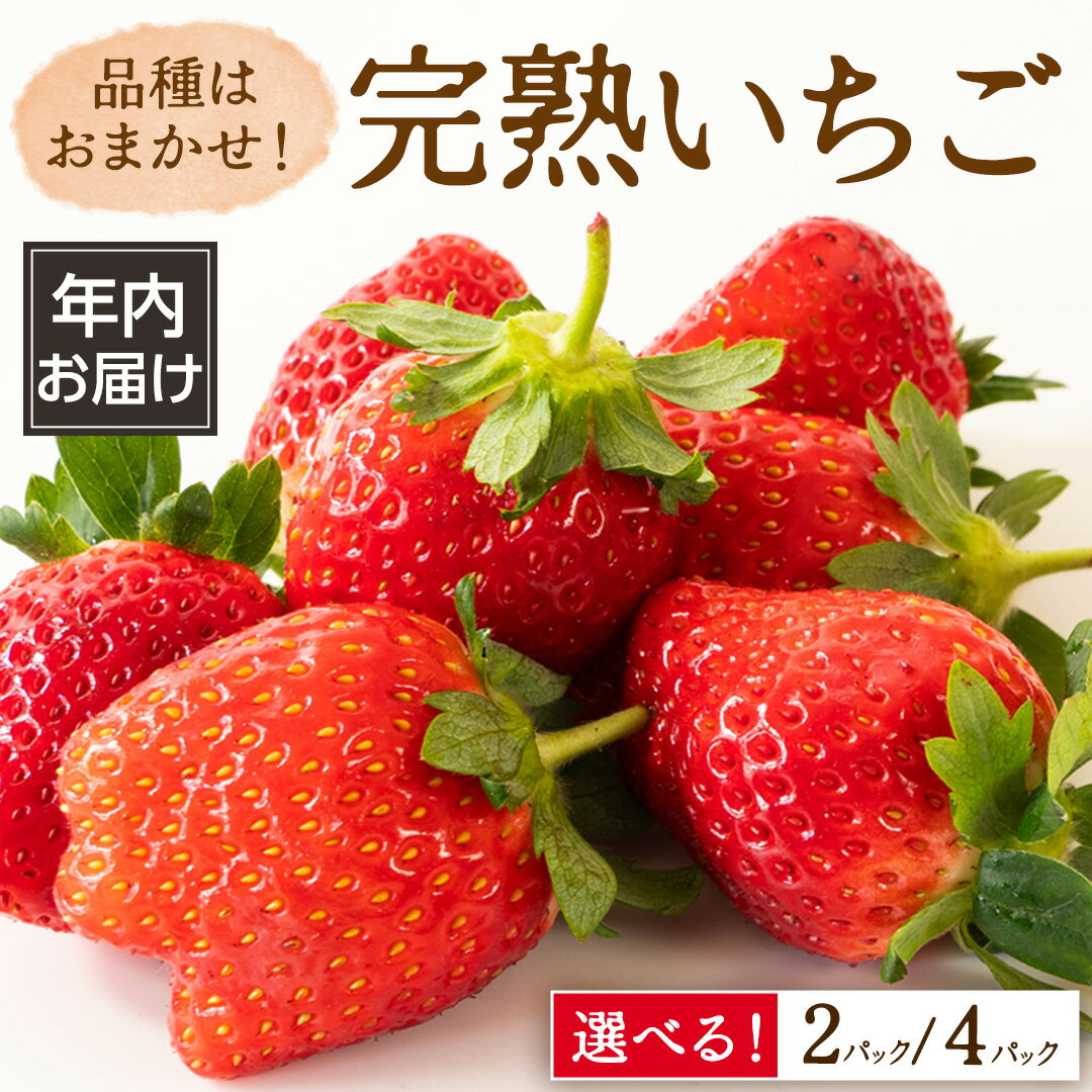 【ふるさと納税】《 年内お届け 》 完熟 いちご （選べる内容量/2パック/4パック） 大粒 いちご 苺 イチゴ フルーツ 果物