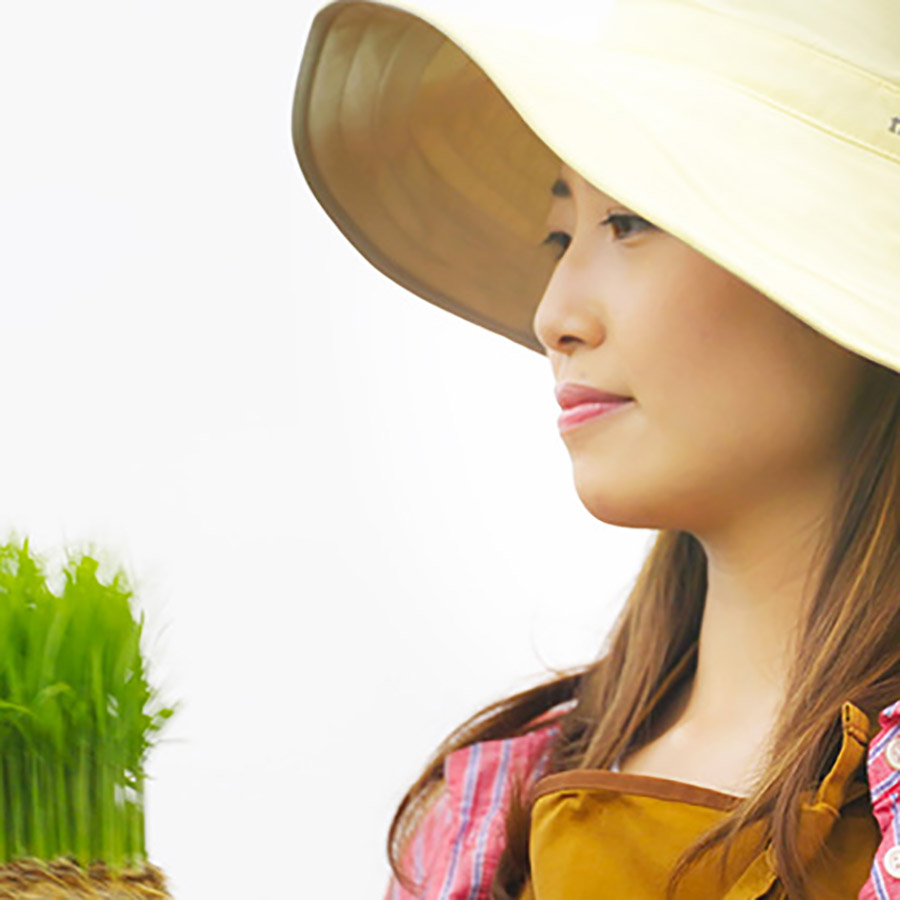 柳都の舞　特別栽培米新潟県産コシヒカリ5kg定期便　6回