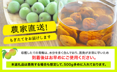 青梅 梅 あおうめ 和歌山産 南高梅 約5kg ときわオンライン《2025年5月下旬-7月上旬頃出荷》 和歌山県 紀の川市 産地直送 農家直送