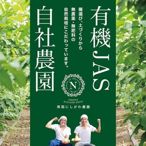 有機グアバ農園のグルテンフリー玄米パスタ麺 100g×6袋セット【グルテン フリー ダイエット 健康 食品  人気 おすすめ 高知県 南国市】