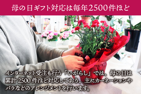 【40セット限定 先行予約】カーネーション 赤 5号 鉢植え 生花 ＜数量限定！想いを届ける母の日ギフト＞ / 花苗 花 贈り物 ギフト 女性 プレゼント 感謝 ※2025年5月10日までにお届け 