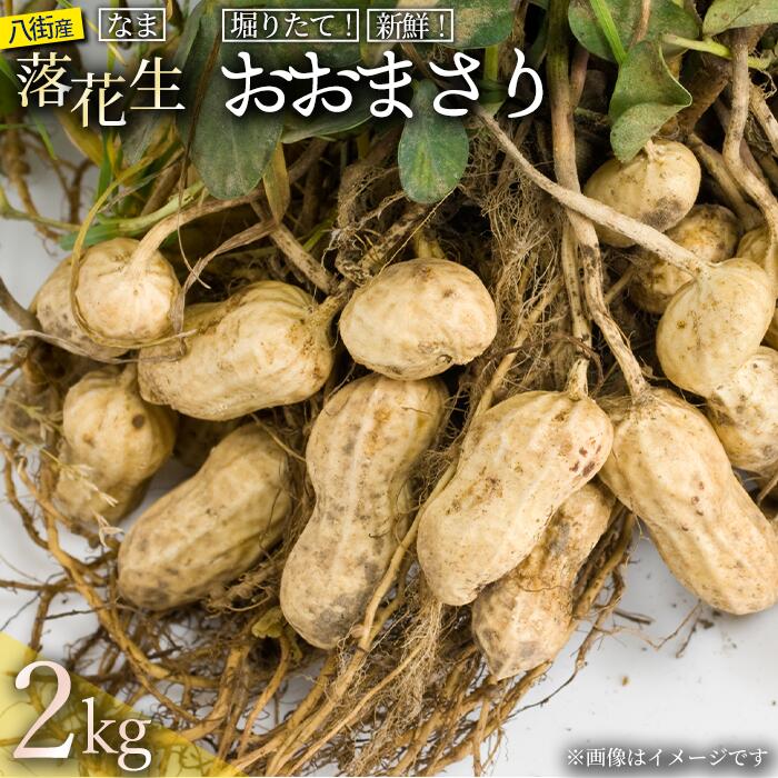 【ふるさと納税】落花生 とれたて新鮮 生落花生 おおまさり 2kg 殻付き 落花生 八街 おおまさり 千葉県 生