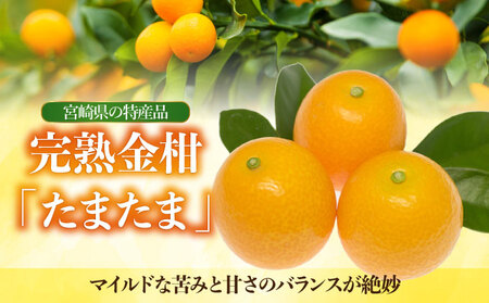 【先行予約】 完熟金柑たまたま 3㎏