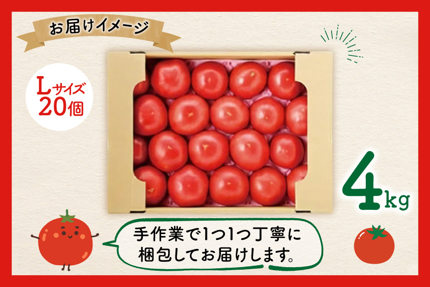 【期間限定発送】波乗り トマト とまたん 4kg (20個入) [サンフレッシュ小泉農園 宮城県 気仙沼市 20564139] 野菜 とまと 国産 夏野菜 やさい さっぱり サラダ サッパリ 新鮮 甘