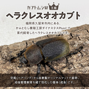 【ヘラクレスオオカブト】メス1匹（フリーサイズ）_ヘラクレスオオカブト メス 1匹 サイズフリー 養殖工房 累代飼育 自家製 オリジナルマット 産卵 幼虫 管理 成虫 ヘラクレス オオカブト コガネム