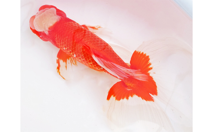 金魚 日本オランダ獅子頭 オランダ獅子頭 四国系 親魚 大サイズ 1匹 観賞魚 生体 きんぎょ 大型 池 水槽 飼育 ペット 鑑賞 産地直送 生き物 魚 アクアリウム 引田 屋外飼育 屋内飼育 死着補償 発送前連絡 日時相談 香川県 東かがわ市 46310713
