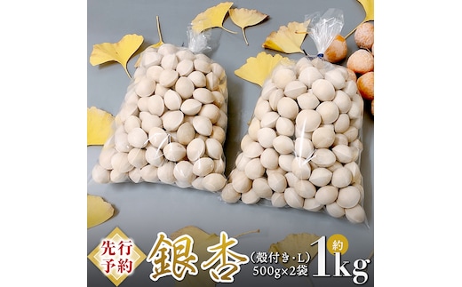 
										
										【 先行予約 2024年10月上旬以降発送 】銀杏 ぎんなん 約1kg ( 殻付き ・ L ) 500g × 2袋 イチョウ 秋 美味 栄養満点 健康 高血圧予防 むくみ改善 疲労回復 美肌 [AX025ya]
									