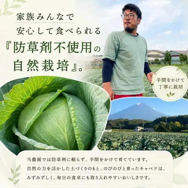 【2026年出荷分先行予約】富士山キャベツ　9kg