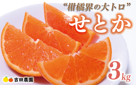 【先行予約】せとか 3kg みかん 愛媛 愛南 柑橘 吉田農園 フルーツ