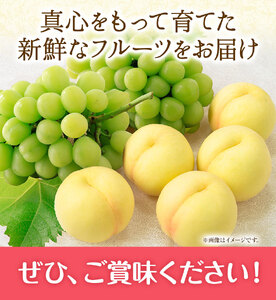 桃 シャインマスカット 岡山白桃 と シャインマスカット 詰合せ 5玉 約1.5kg 2房 計約1.3kg[2024年先行予約] 環山堂株式会社《2024年7月中旬-8月下旬頃より発送予定》岡山県 浅