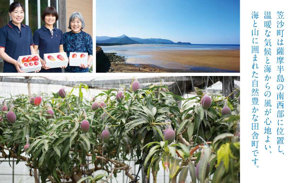 【7月上旬頃出荷開始】鹿児島県産 完熟アップルマンゴー 約1kg（2～3玉）贈答品用 ギフト 果物 フルーツ 国産 鹿児島県南さつま市産 有限会社秀美園