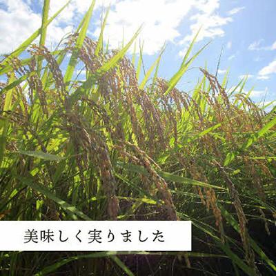 ふるさと納税 浜田市 【令和7年産】《11月より順次発送》浜田市金城町産こしひかり2kg・石見産きぬむすめ2kg |  | 03