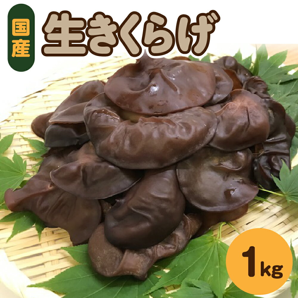 【ふるさと納税】夫婦で育てた キクラゲ 生 1kg ( 500g ×2袋 ) 国産 【 きくらげ 生きくらげ 木耳 生キクラゲ 日本産 きのこ キノコ 茸 青森県 五所川原市 】