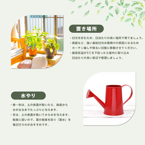 【観葉植物】フェニックス・ロベレニー 60cm～80cm Green Base IB003-004 観葉植物 ※北海道・沖縄・離島配送不可