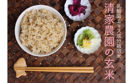 【定期便】清家農園 錦米（にこまる）玄米5kg×6回お届け【特別栽培・農薬不使用】