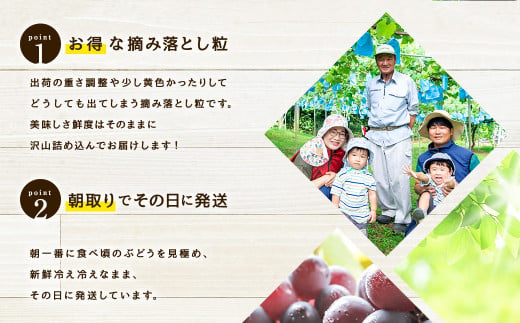 【訳あり品】福岡県産シャインマスカット