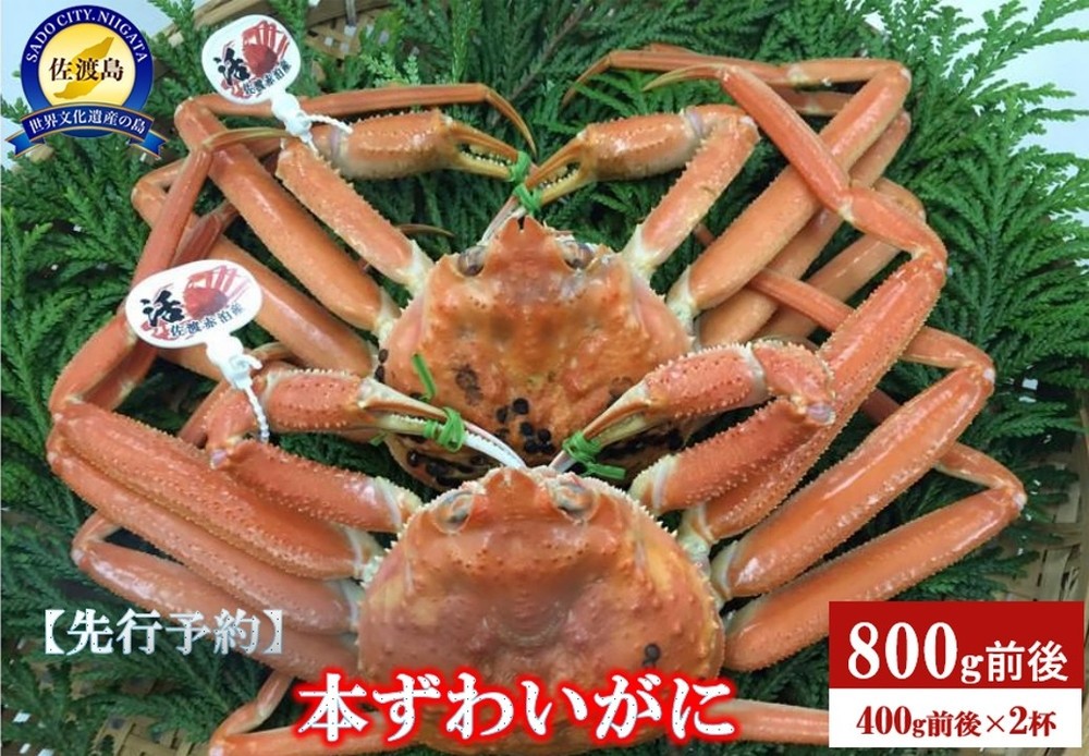 
            【先行予約】【令和8年1月中旬以降発送】佐渡産 本ずわいがに 800g前後（400g前後×2杯）
          