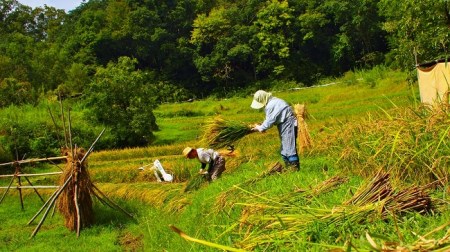 R7年産 新米 黒もち米 （ 玄米 ）さよむらさき　500g × 3袋 （2025年11月より順次発送） [EA05]
