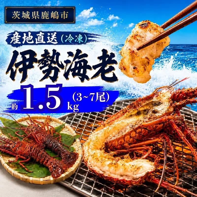 【 伊勢海老 】 約1.5kg 3～7尾 冷凍 伊勢海老
