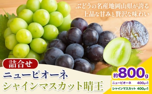 【先行予約】 岡山県産 シャインマスカット「晴王」とニューピオーネ 計 800g 株式会社はちや《8月下旬‐9月下旬頃頃出荷》岡山県 浅口市 ぶどう 葡萄 フルーツ ギフト 果物 デザート 国産【配送不可地域あり】