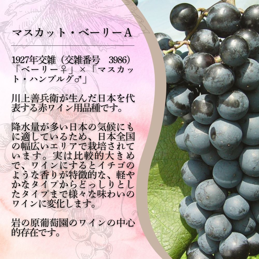 ワイン 岩の原スパークリングワイン ロゼ 瓶内二次発酵 1本 （750ml） お酒 岩の原 酒 新潟 上越 最短3日で発送