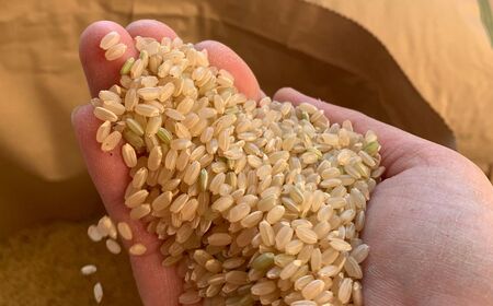 玄米 令和7年産 新米 15kg 玄米 単一原料米 れんげハツシモ