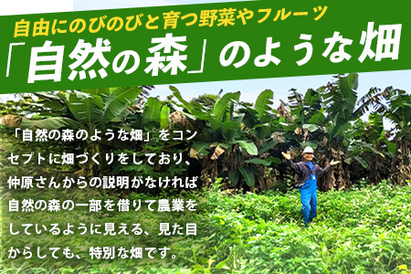 1回1組限定プライベート体験ツアー！農薬を使わない、仲原さんの「森のような畑」【 沖縄 石垣島 畑 果樹園 見学 体験 ツアー 食育 野菜 果物 沖縄のいいもの石垣島 】OI-21