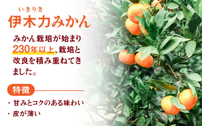 先行予約 伊木力みかん（家庭用）5kg / みかん ミカン 蜜柑 フルーツ 果物 / 諫早市 / 山野果樹園 [AHCF002]