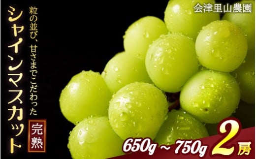 【予約開始】  完熟シャインマスカット 650 ~ 750g 2房 （会津里山農園）47-B ｜ 福島 ぶどう 皮ごと 種なし シャインマスカット 先行予約 ※2025年10月上旬頃～中旬頃に順次発送