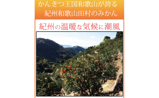 【ご家庭用訳あり】田村みかん　5kg　※2026年11月下旬～2027年1月下旬頃に順次発送予定【uot754A】