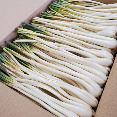 ふるさと納税 久米島町 【2026年1月から順次発送】久米島産の島らっきょう1.8kg |  | 01