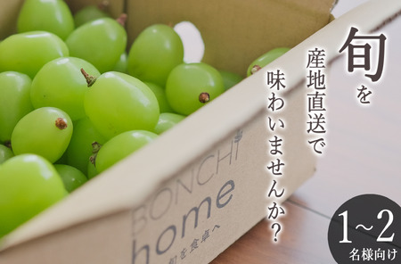 甲州市産 たっぷり粒詰めシャインマスカット 約500g 自然農法 【2025年発送】（BNC）B-489【シャインマスカット 葡萄 ぶどう ブドウ 令和7年発送 期間限定 山梨県産 甲州市 フルーツ 果物】