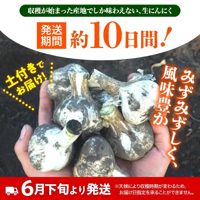 にんにく　生にんにく1kgＭＬサイズ混合土つき2026年6月下旬～発送