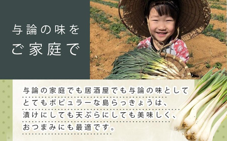 【令和8年3月頃発送】島らっきょう1ｋｇ(皮処理済）