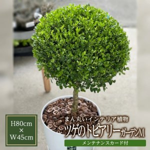 SL0219　インテリアグリーン「ツゲのトピアリー ガーデンM」