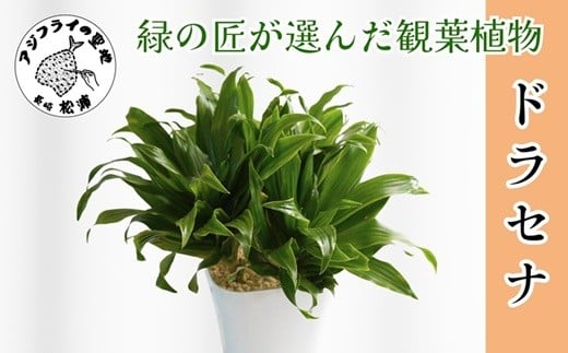 
            緑の匠が選んだ観葉植物 素敵な空間づくりに ドラセナ(観葉植物 ドラセナ インテリア 植物 贈り物 送料無料)【B3-068】
          