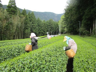 35-7 生粋川根茶 澤本園 ふるさとありがとう16
