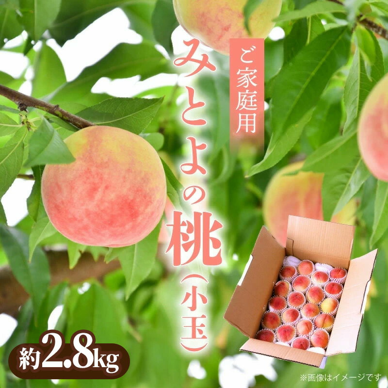 【ふるさと納税】みとよの 桃 (小玉)　約2.8kg もも 旬 6月中旬 果肉 2.5kg以上 モモ [ 旬 ギフト プレゼント 家庭用 国産 食品 冷蔵 果物 デザート フルーツ お取り寄せ お取り寄せグルメ 産地直送 溢れる甘い果汁 送料無料 10000 10,000円 台 香川県 三豊市 五色青果 ]